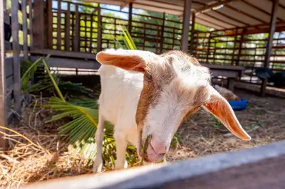Animais na casa de férias ou nos arredores