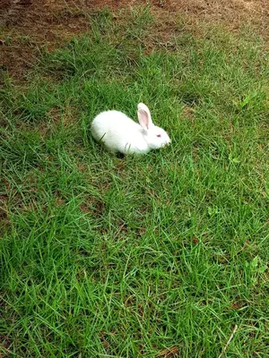 Animais na estalagem ou nos arredores