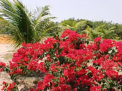Um jardim no exterior de Oh! Linda Pousada