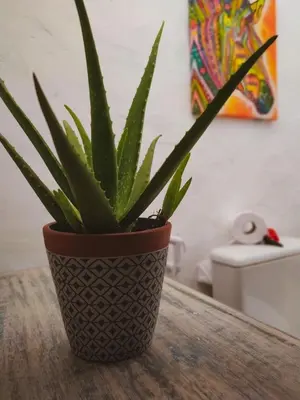 A planta de Refugios Parajuru - Casa Manga