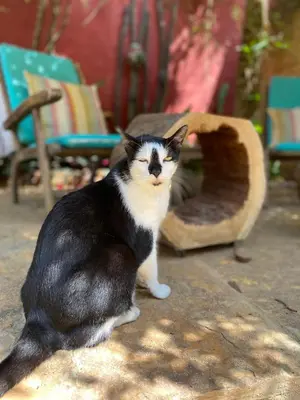 O animal ou animais de estimação com os hóspedes em Cumelen