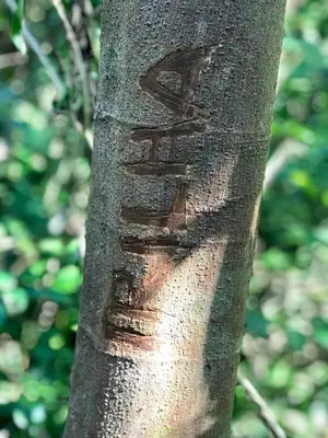 A planta de Chalé Suíço - Chalés Belo Monte - Sítio Belo Monte