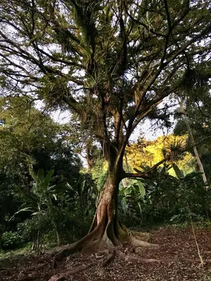 Um jardim no exterior de Quartos Dossel - Sítio Belo Monte