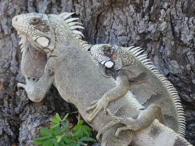 Animais na estalagem ou nos arredores