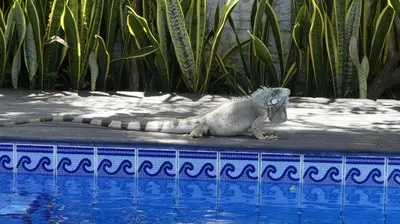A piscina em ou perto de Pousada O Refúgio
