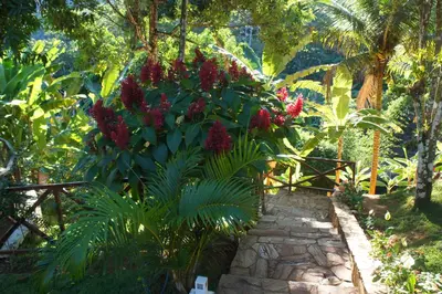 Um jardim no exterior de HOTEL CANTINHO DAS FLORES