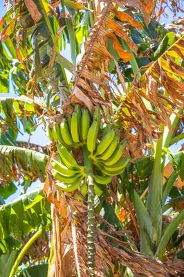 A planta de Refúgios Parajuru - Villa Cristiano