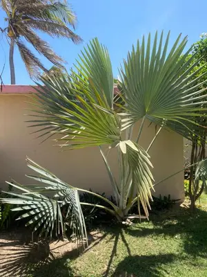 Um jardim no exterior de Casa do Capitao