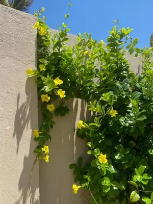 Um jardim no exterior de Casa do Capitao