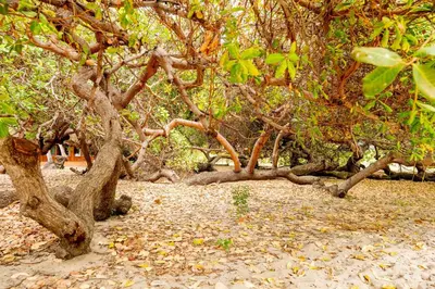 Um jardim no exterior de Refugios Parajuru - Pavilhão