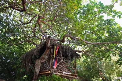 Um jardim no exterior de Treehouse Kitecamp Jericoacoara
