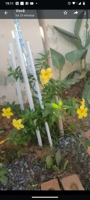Um jardim no exterior de Casa Jeri