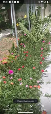 Um jardim no exterior de Casa Jeri