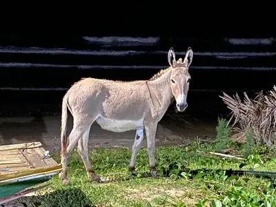 Animais na casa de hóspedes ou nos arredores