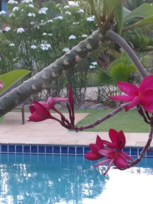 A piscina em ou perto de Vila Saguaro