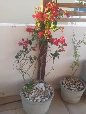 A planta de Vilas na Praia Residence Canoa Quebrada CE Apartamento PÉ NA AREIA superior com 2 suítes, vista para a Praia e Dunas e com privacidade total