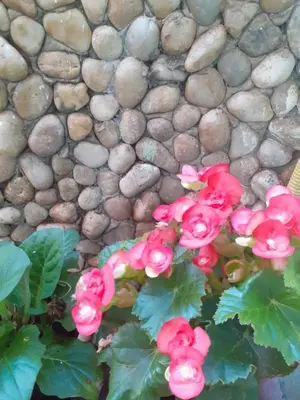 Um jardim no exterior de Pousada Recanto das Flores