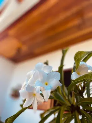 A planta de Beach Eco Stays Hotel Boutique Lagoinha