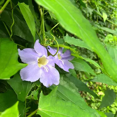 Um jardim no exterior de Casa Ryokan