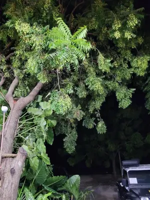 A planta de Dunas de Jeri