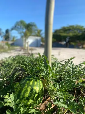 Um jardim no exterior de Vila hangloose vista da lagoa
