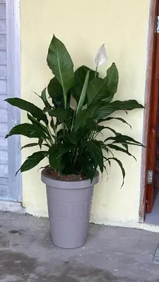 A planta de Cantinho GL