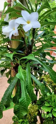 Um jardim no exterior de Condomínio Aurora - Suítes