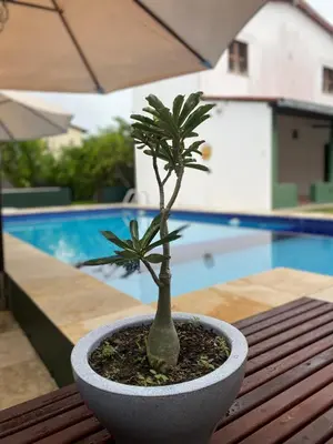 A piscina em ou perto de Garden´s Village